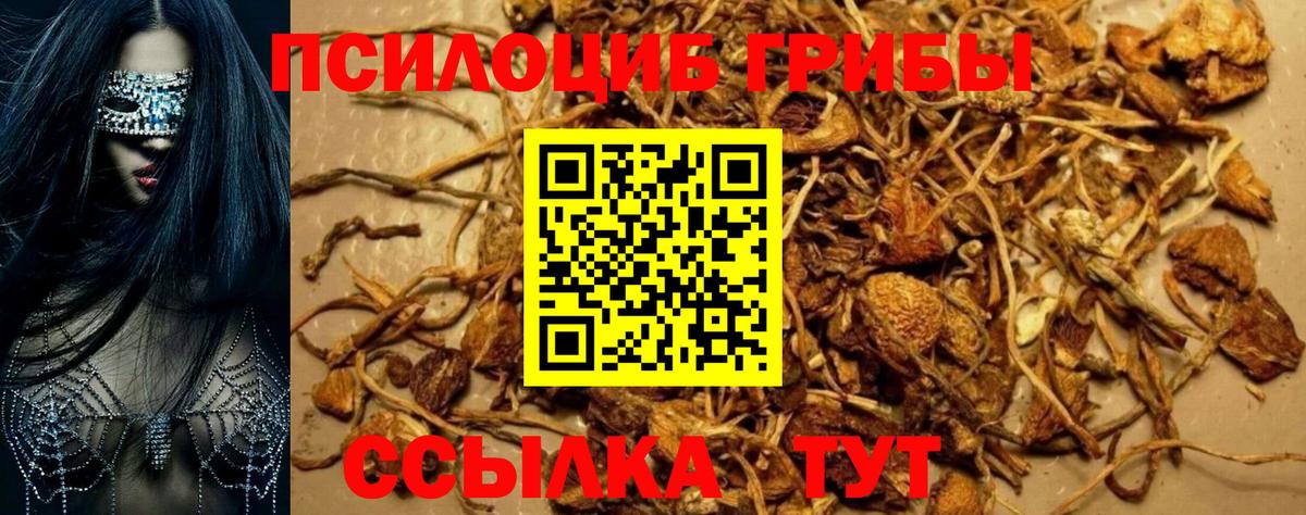 Галлюциногенные грибы Psilocybine cubensis Лысьва